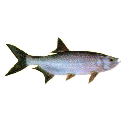 Tarpon Decal