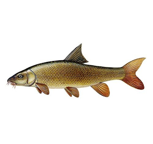 Barbel Decal