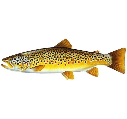 Brown Trout 2 Decal