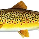 Brown Trout 2 Decal