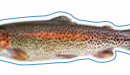 Brown Trout Decal
