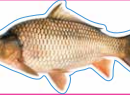 Carp Decal