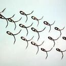 12-13ft EBONY FINISH match set with 1.2mm tip