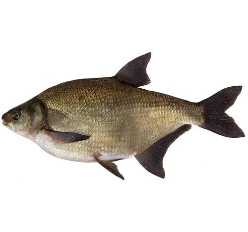 Common Bream Decal