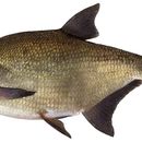 Common Bream Decal