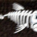 Fishbone decal (white/black on clear 12 mm x 27 mm )