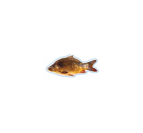 Mirror Carp Decal