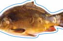 Mirror Carp Decal