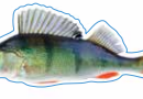 Perch Decal