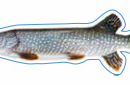 Pike Decal
