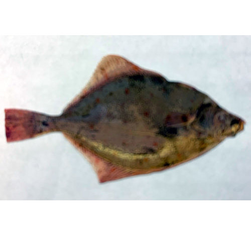Plaice Decal 