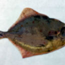 Plaice Decal 