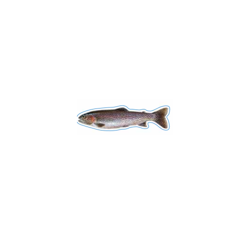 Rainbow Trout Decal