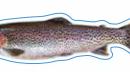 Rainbow Trout Decal