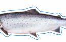 Salmon Decal